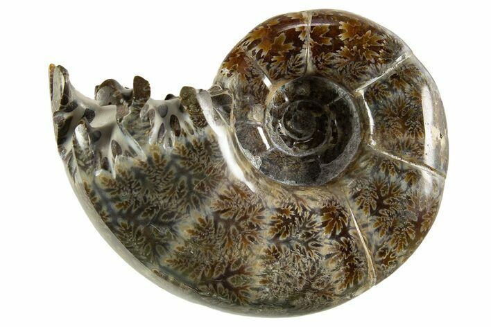 Polished, Chambered Ammonite (Argonauticeras) Fossil - Madagascar #327365